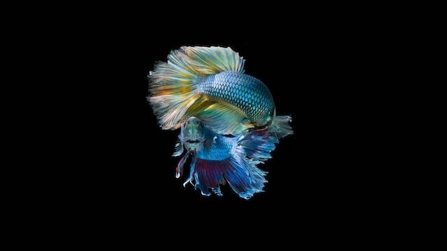Ilustrasi ukuran aquarium cupang, sumber foto: unsplash.com/Blend Hell