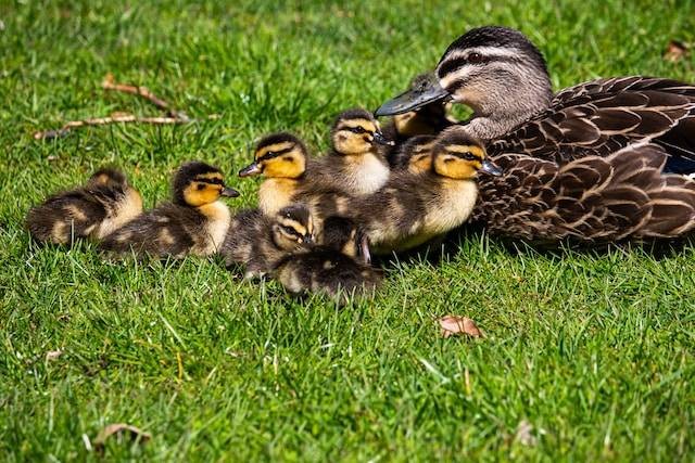 Ilustrasi Cara Ternak Bebek Alabio. Foto: dok. Unsplash/Katelyn Greer