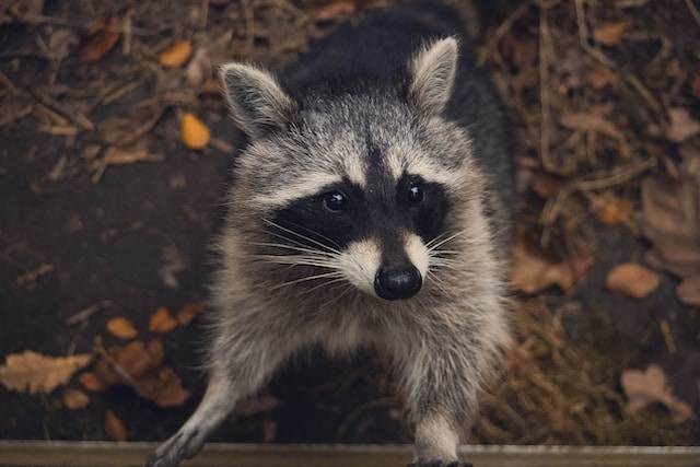 Ilustrasi Cara Memelihara Luwak Pandan. Foto: dok. Unsplash/Quinten de Graaf