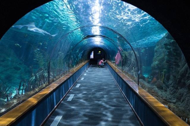 Ilustrasi fungsi filter aquarium. Foto: Pixabay