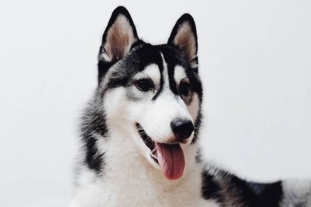 Ilustrasi fakta anjing alaskan malamute, sumber foto: unsplash.com/KT