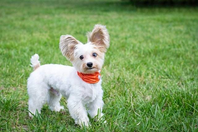 Ilustrasi jenis makanan anjing kecil, sumber foto: unsplash.com/Katie Bernotsky