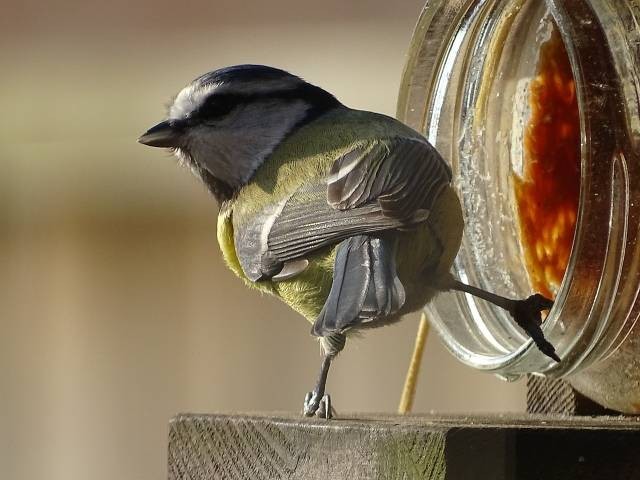 Ilustrasi makanan burung gelatik batu. Foto: Pixabay