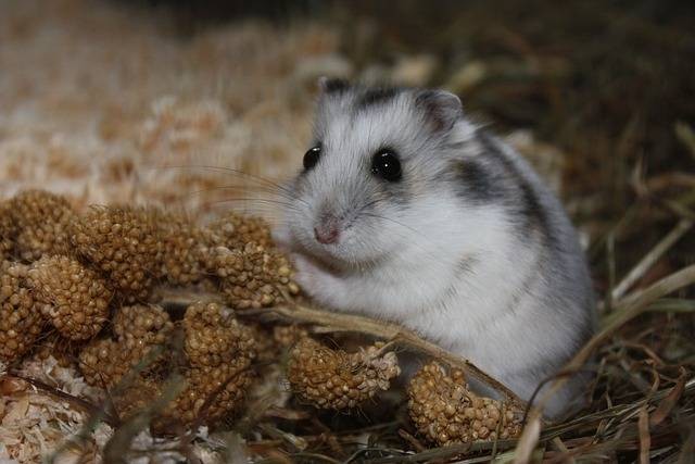 Ilustrasi cara merawat hamster panda. Foto: Pixabay