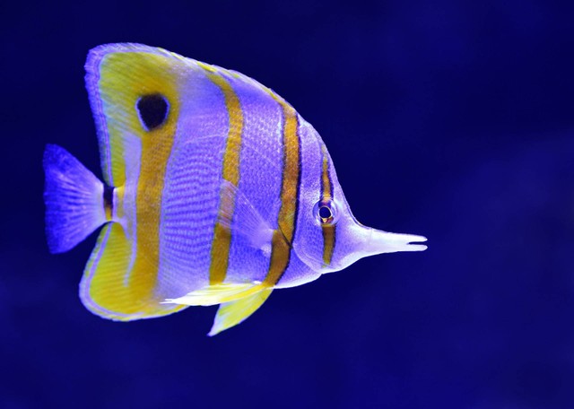 Ilustrasi ikan kupu-kupu. Sumber foto: Unsplash