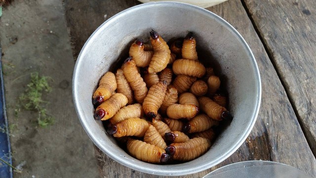 Ilustrasi Cara Budidaya Maggot, Foto: pixabay/avocado876