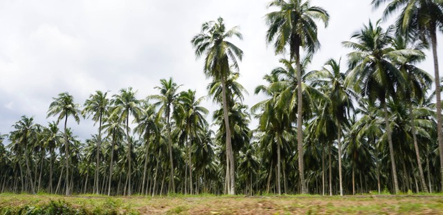 Lahan mewakili heterogenitas penggunaan ekonomi, praktik sosial, dan makna budaya. (Sumber Foto: Dokumentasi Pribadi).