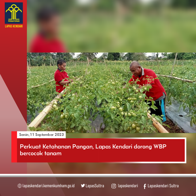 Narapidana/Warga Binaan Pemasyarakatan (WBP) Lapas Kendari budidaya tanaman pangan. Foto: Humas Lapas Kendari