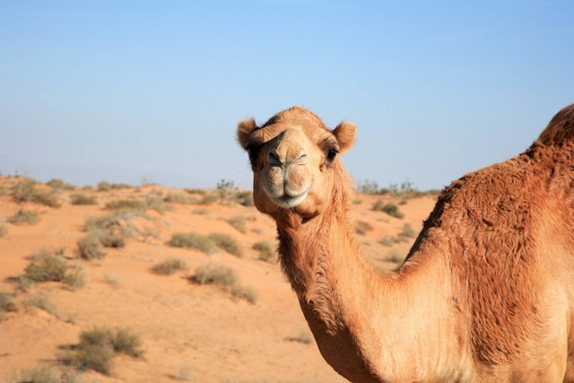 Ilustrasi cara unta beradaptasi di gurun pasir. Foto: Unsplash
