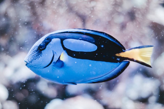 Ilustrasi ikan hias termahal. Sumber foto: Unsplash