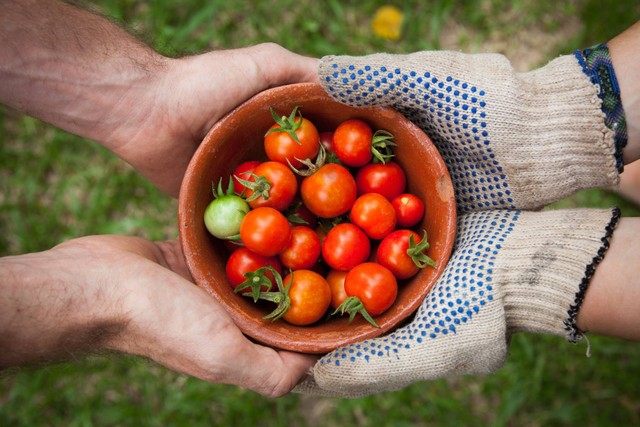 Ilustrasi budidaya tanaman sayur. Foto: Unsplash