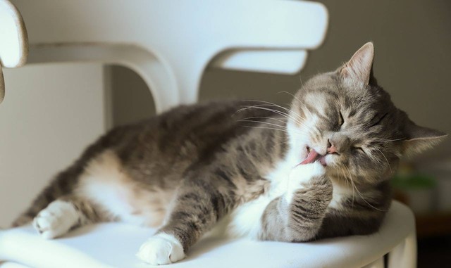 Ilustrasi ciri-ciri kucing ngambek. Sumber: Cats Coming/pexels.com