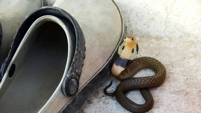 Ilustrasi ular masuk rumah. Foto: Shutterstock. 