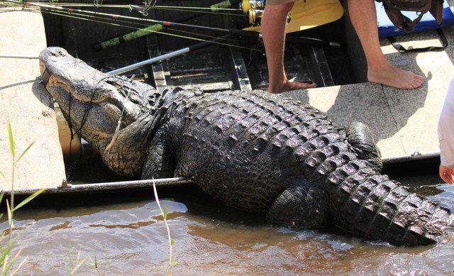 Aligator raksasa ditangkap di Florida.  Foto: Florida Gator Hunting/Get Bit Outdoors/Facebook