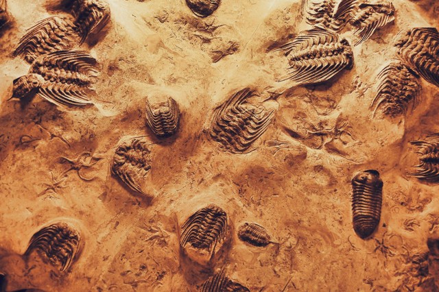 Fosil adalah sisa-sisa organisme yang telah mati dan terkubur dalam lapisan sedimen Foto: Pexels.com
