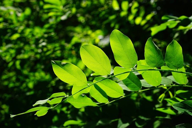 Ilustrasi zat hijau pada tumbuhan disebut klorofil. Sumber: Pixabay/Hans