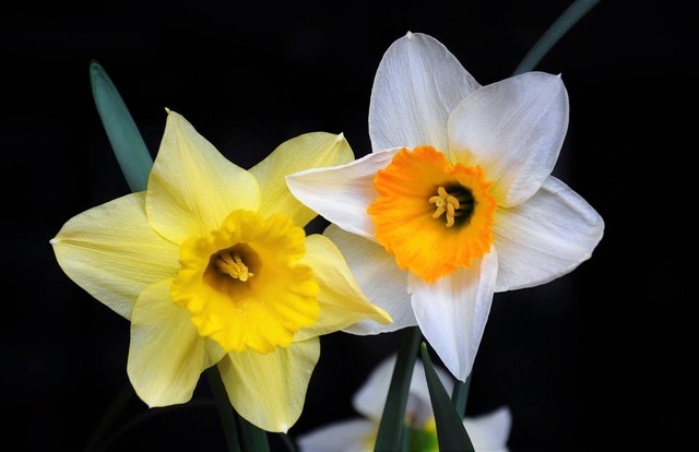 Ilustrasi Arti Bunga Daffodil. Foto: Pixabay.