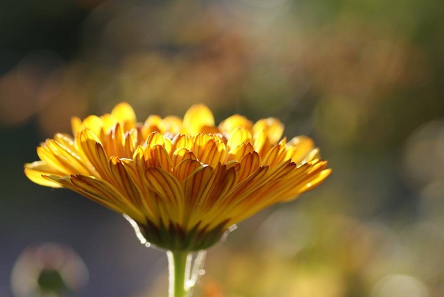 Ilustrasi Arti Bunga Marigold. Foto: Pixab