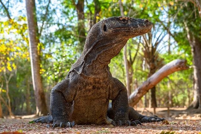 Contoh Fauna Pera;ihan. Foto hanya ilustrasi. Sumber: Pexels/ Dimitri Dim