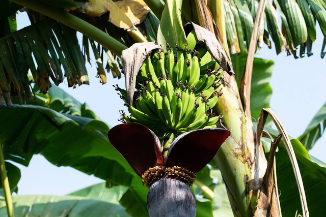 Ilustrasi Pisang dan Tebu Adalah Contoh Tumbuhan yang Berkembang Biak Secara Vegetatif Menggunakan. Sumber: Pixabay/balouriarajesh