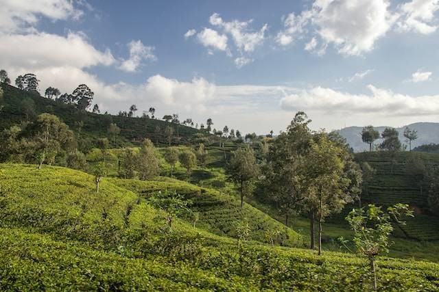 Puisi tentang Penghijauan. Foto hanya ilusrasi. Sumber foto: Unsplash/Steffen B