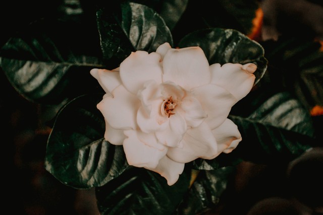 Ilustrasi Cara Menanam Bunga Gardenia. Sumber: Unsplash