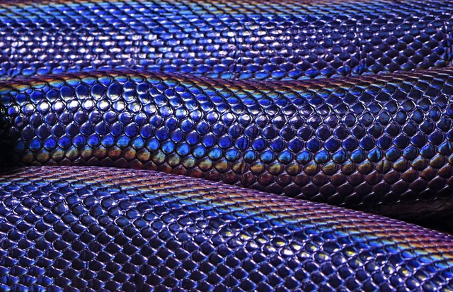 Ilustrasi ular pelangi. Sumber foto: Unsplash