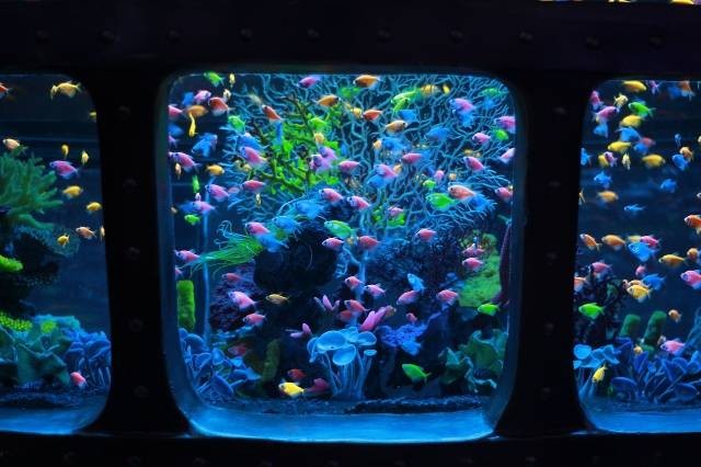 Ilustrasi apakah ikan glofish bisa hidup tanpa aerator. Foto: Pixabay