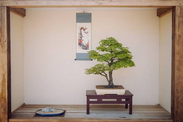 Ilustrasi cara membuat bonsai kamboja, sumber foto: unsplash.com/Martin Baron