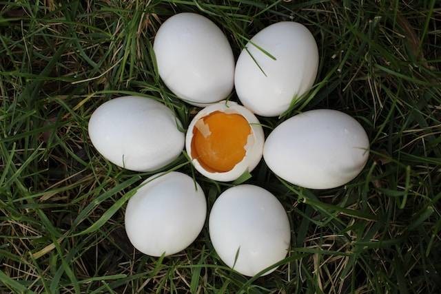 Ilustrasi Struktur telur yang berfungsi untuk menjaga posisi kuning telur agar tetap pada posisinya adalah. Sumber: unsplash/Haley Hamilton
