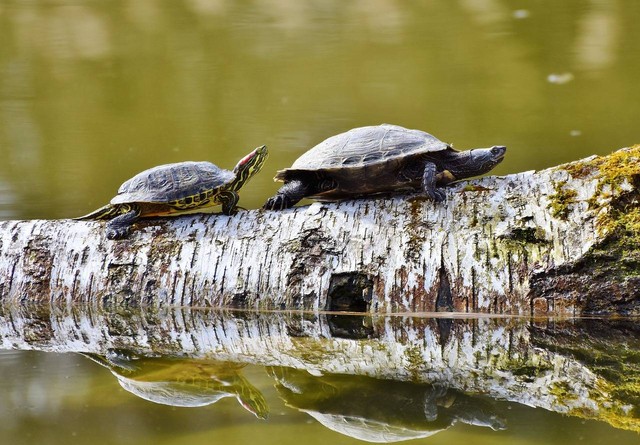 Ilustrasi cara berkembang biak kura-kura. Sumber: Pixabay / Ralphs_Fotos