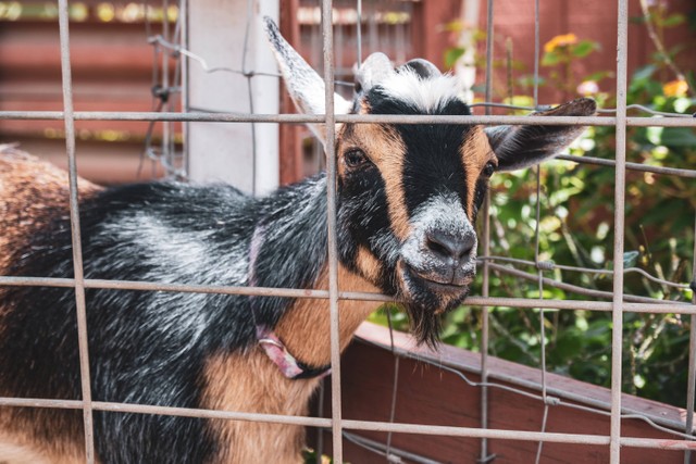 Ilustrasi Daya Tarik Suraloka Zoo. Unsplash/Alan Rodriguez.