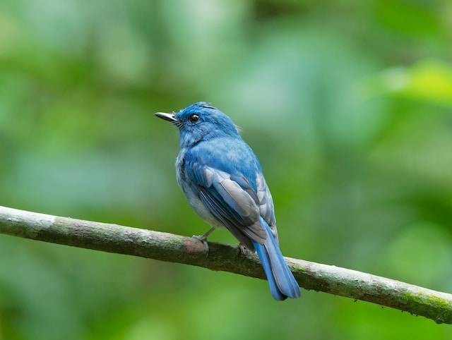 Ilustrasi Makanan Burung Cekakak Biru. Foto: dok. Unsplash/Leslie Low