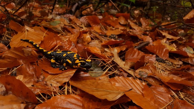 Ilustrasi salamander eksotis. Sumber foto: Unsplash