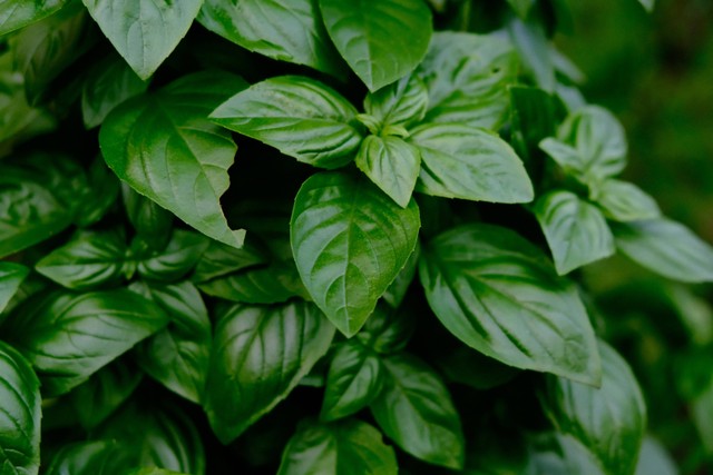 Ilustrasi Cara Menanam Basil dari Biji. Sumber: Unsplash