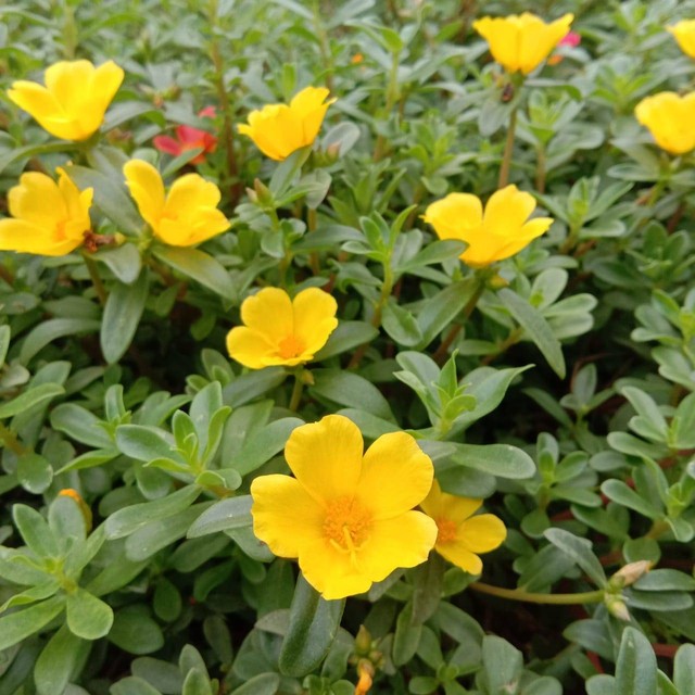 Tanaman Krokot (Portulaca Oleraceae) yang dijadikan sebagai antikanker payudara.