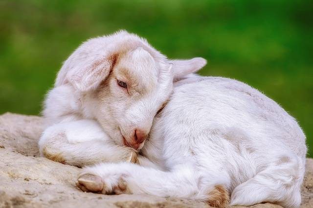 Ilustrasi kenapa kambing lemas tidak bisa berdiri. Foto: Pixabay