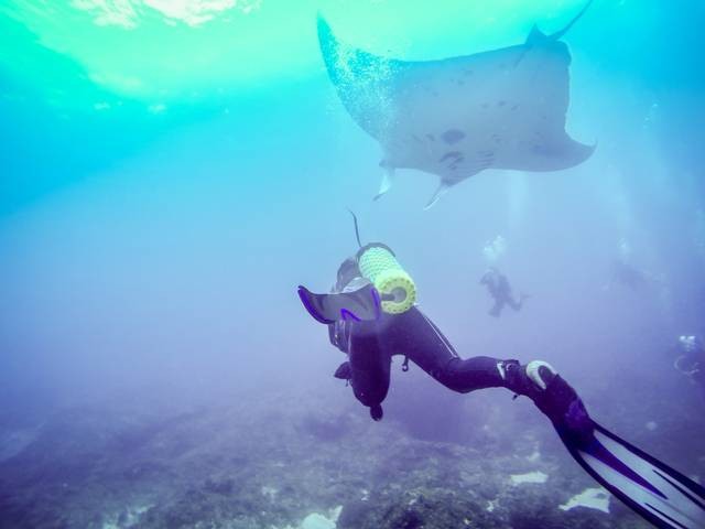 Penyelam berenang di dekat Pari Manta di Nusa Penida, Bali. Foto: Shutterstock