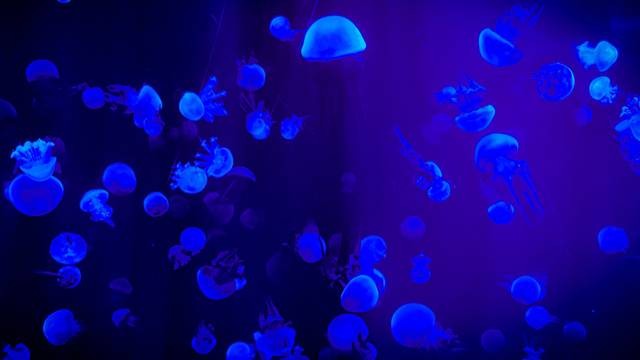 Ilustrasi ubur-ubur bluebottle. Foto: Magda Ehlers, Pexels