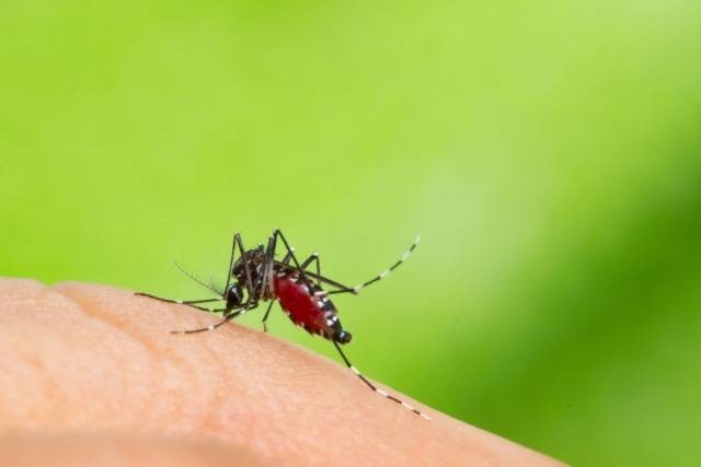 Ilustrasi nyamuk pada kulit manusia. Foto: Shutterstock