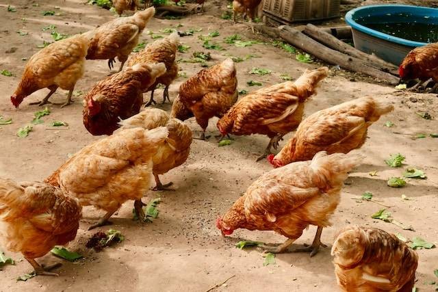 Ilustrasi Cara Meningkatkan Bobot Ayam Broiler dengan Cepat. Foto: dok. Unsplash/chatnarin pramnapan