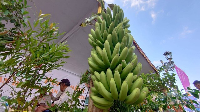 Salah satu varietas pisang asli Yogyakarta. Foto: Widi RH Pradana