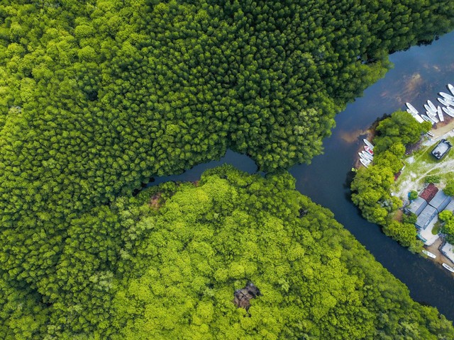 Ilustrasi Mangrove Ecotourism Centre PIK. Sumber: Unsplash/Joel Vodell