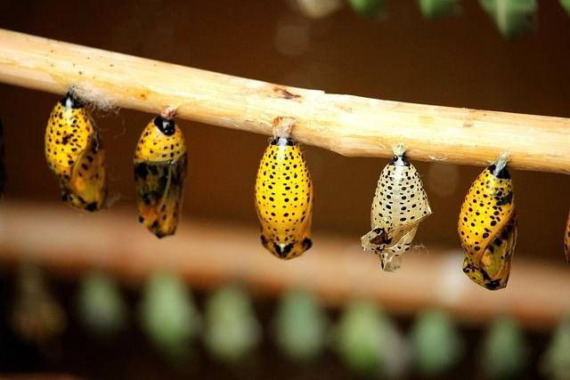 Perbedaan metamorfosis sempurna dan tidak. Foto hanya ilustrasi. Sumber: Pixabay/ 2331323