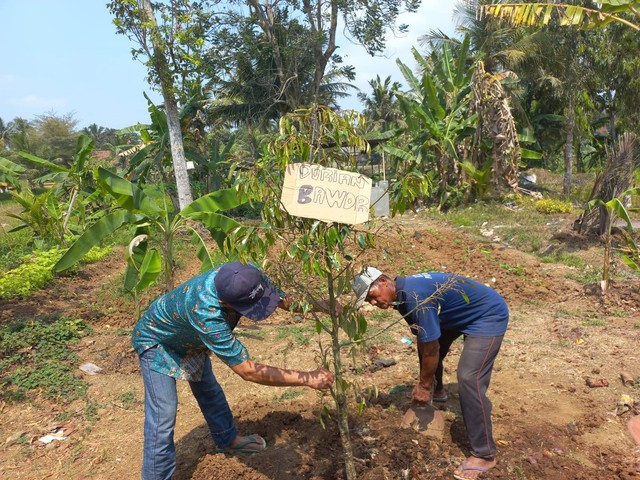 WBP Rutan Purworejo Tanam Durian Musangking (Sumber : HumasRuwojo)