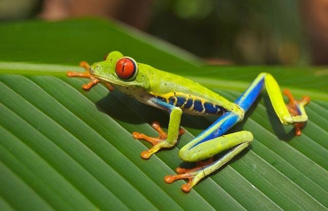 persamaan dari siklus hidup udang dengan siklus hidup katak. Sumber: pexels.com/Pixabay