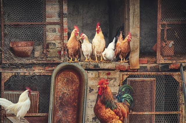 Ilustrasi jenis kandang ayam. Foto: Pixabay