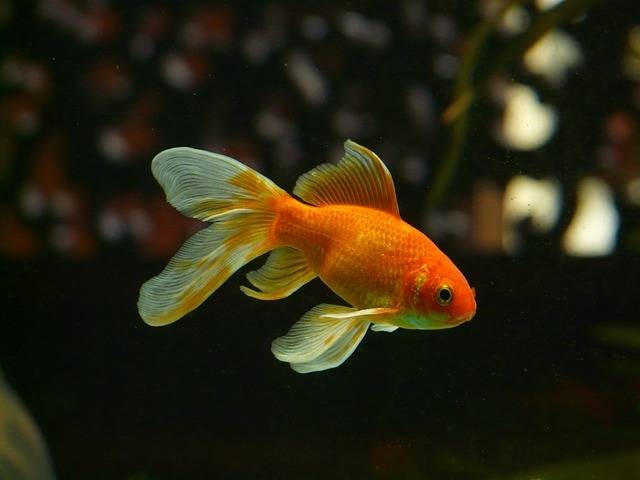 Ilustrasi berapa jam sekali memberi makan ikan. Foto: Pixabay