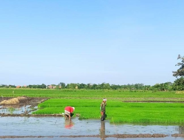Petani sedang menanam padi di Tulangan, Sidoarjo (dokpri)
