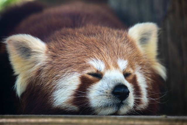 Ucapan Hari Panda Merah Internasional, Sumber: Unsplash/Diana Parkhouse